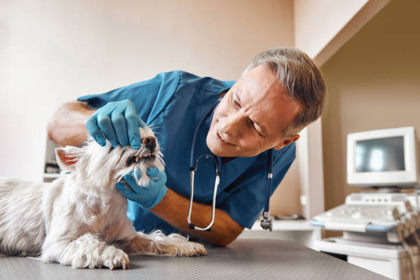  Thornton, IL Emergency Dentist Pros